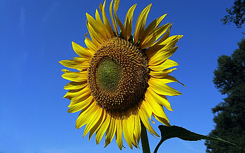 Plants, Flowers, Sunflowers HD wallpaper