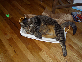 Foozie , cats, tabby, box, stripped HD wallpaper