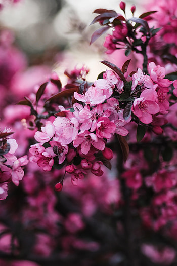 Flowers, Pink, Bloom, Flowering, Branch HD phone wallpaper