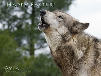 EASTER TIME, easter, grey wolf, wolf, howl HD wallpaper
