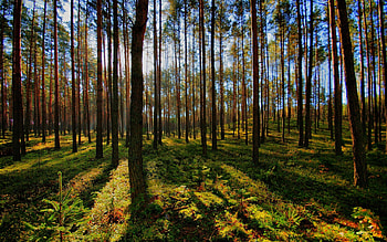 Nature, Trees, Shine, Light, Forest, Shadow HD wallpaper