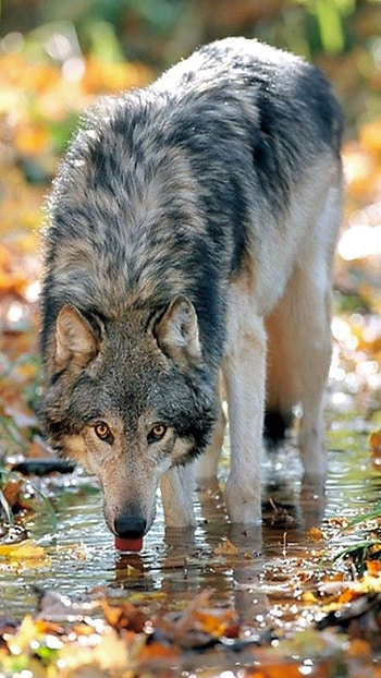 Wolf, Drinking Water Wolf HD phone wallpaper