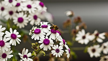 Spring daisies, Vibrant flowers, Nature's harmony, Fluttering bee HD wallpaper