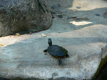 I'm Starting to Slip, shell, turtle, light, rock HD wallpaper