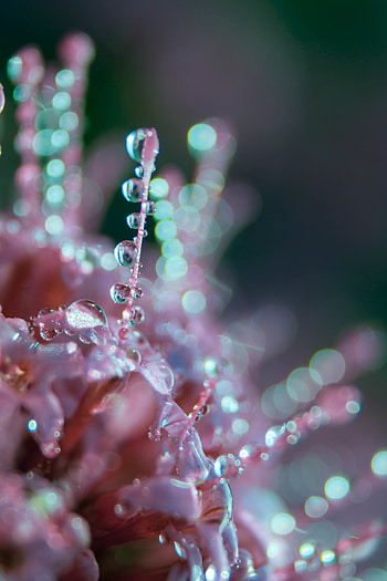 Drops, Flower, Macro, Glare, Blur, Smooth, Dew HD phone wallpaper