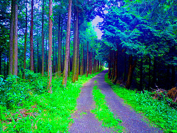 FOREST PATH, fog, nature, forest, path HD wallpaper