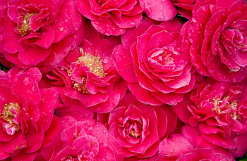 Pink drops, Freshness lot, Camellia , flowers HD wallpaper