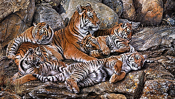 Animals, Tigers, Predators, Young, r, Cubs HD wallpaper