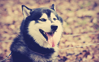 Animals, Dog, Muzzle, Protruding Tongue, Tongue Stuck Out, Husky HD wallpaper