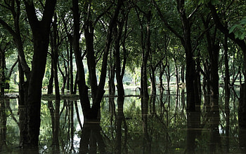 In the Water Filled Forest, daytime, dusk, leaves, reflection, light, limbs, nature, deam, water, trunks, forest HD wallpaper