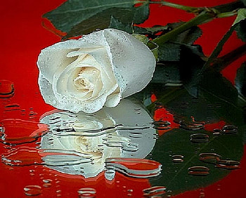 Reflection on red, rose, white, green leaves, reflection, red surface, water drops HD wallpaper