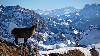 Mountain Goat, animal, snow, goat, winter HD wallpaper