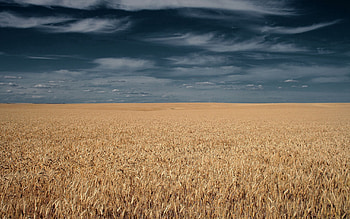 Nature, Grass, Sky, Clouds, Field HD wallpaper