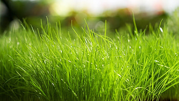 Plants, Grass, Background HD wallpaper