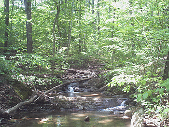 Heidi's Place, logs, forest, rocks, stream HD wallpaper