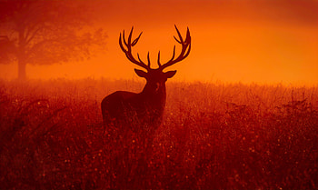 Reindeer Silhouette , reindeer, animals, silhouette HD wallpaper