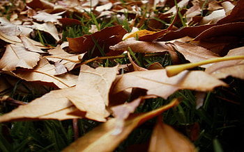 Nature, Grass, Autumn, Leaves, Earth, Land, Withering HD wallpaper