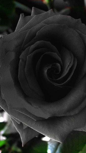 Black Rose, Rose, Black Color HD phone wallpaper