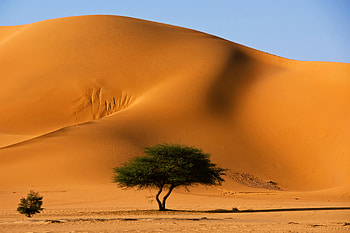 Sand, Algeria, Africa, Desert, Sahara, , Dune, Landscape, Tassili N'ajjer, Tree HD wallpaper