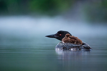 Common loons, New Hampshire trip, Ray Hennessy, Wildlife HD wallpaper