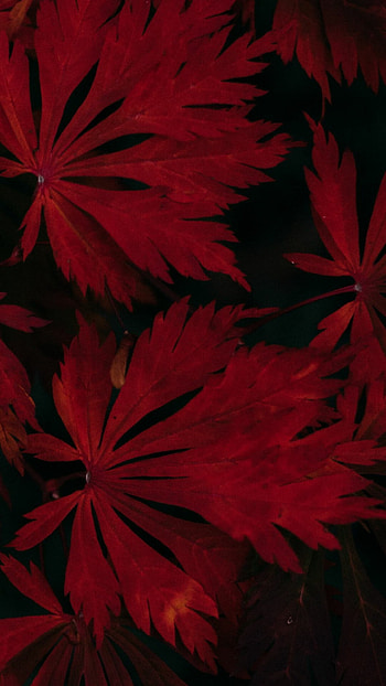 Leaf close-up, Natural patterns HD phone wallpaper