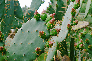 Flowers, Cactus, Prickles, Thorns, Succulent HD wallpaper