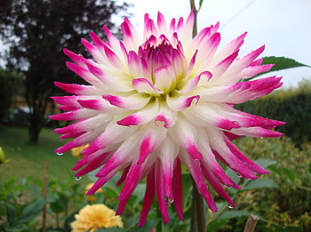 Flowers, Drops, Flower, Bright, Wet, Flower Bed, Flowerbed, Dahlia HD wallpaper