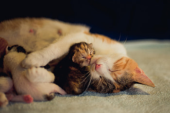 Cats, kitten, kitty, cute, sleepy, sleeping, beauty, animals, hat, sweet, cat, beautiful, paws, cat face, pretty, face, lovely HD wallpaper