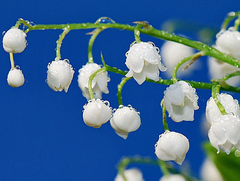 Lily Of The Valley, Drops, Macro, Branch, Dew HD wallpaper