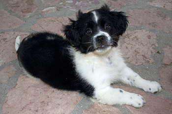 BLUE EYE'S, blue, dog, puppy, blue eyes, cute, canine HD wallpaper