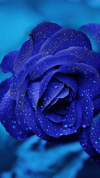 Blue Rose, Rose, Flower, Rain Drops HD phone wallpaper