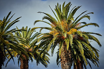 Nature, Sky, Leaves, Palms, Wood, Tree, Tropical HD wallpaper