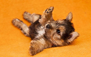 Animals, Lies, Playful, Puppy, Kid, Tot HD wallpaper