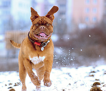 Animals, Snow, Dog, Bounce, Jump, Run, Running, French Mastiff HD wallpaper