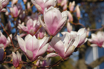 Blossoms of the Saucer Magnolia, graphy, floral, spring, magnolia, beauty, Tulip Tree, wide screen, flower HD wallpaper