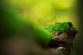 Grass, Macro, Shine, Light, Surface, Shadow, Moss HD wallpaper