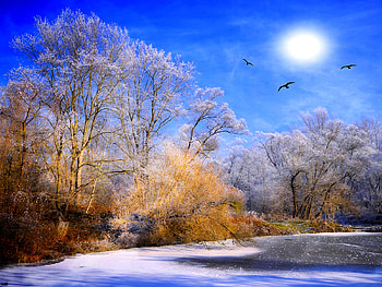 WINTER SNOW FOREST, winter, birds, snow, shie, water, sun, forest, ice HD wallpaper
