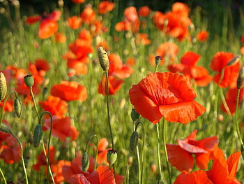 Nature, Flowers, Grass, Summer, Field, Poppy HD wallpaper