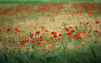 Plants, Flowers, Fields HD wallpaper