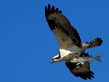 Eagle w Fish, cool, graphy HD wallpaper