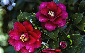 Flowers, Leaves, Bud, Branch, Camellia HD wallpaper
