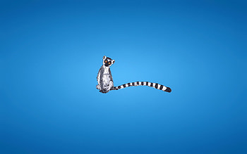 Vector, Minimalism, Striped, Blue Background, Lemur, Tail HD wallpaper