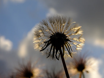 Dandelion Plant, dandelion, plant, flowers, nature HD wallpaper