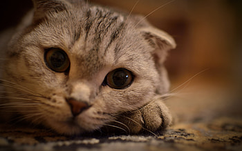 Whiskers, Scottish Folds HD wallpaper