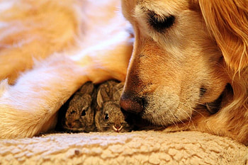 guardian, dog, sweet, bunnies HD wallpaper
