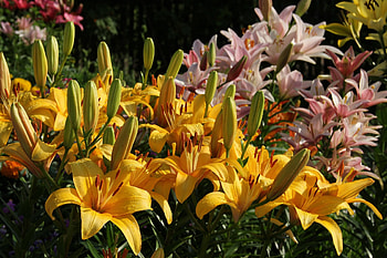 Lily, Lilly, Flowers, Nature, Blossom HD wallpaper