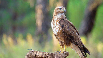 Common Buzzard Bird Is Standing On Wood In Blur Bokeh Background Birds HD wallpaper
