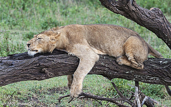 Animals, Wood, Lie, To Lie Down, Tree, Lion, Predator, Big Cat HD wallpaper