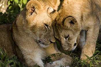 Luv 4 Lioness, animal, fur, whiskers, claws, cat, feline, paws, lioness HD wallpaper