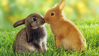 Rabbit , Background , Nature's beauty, Lovely creatures HD wallpaper
